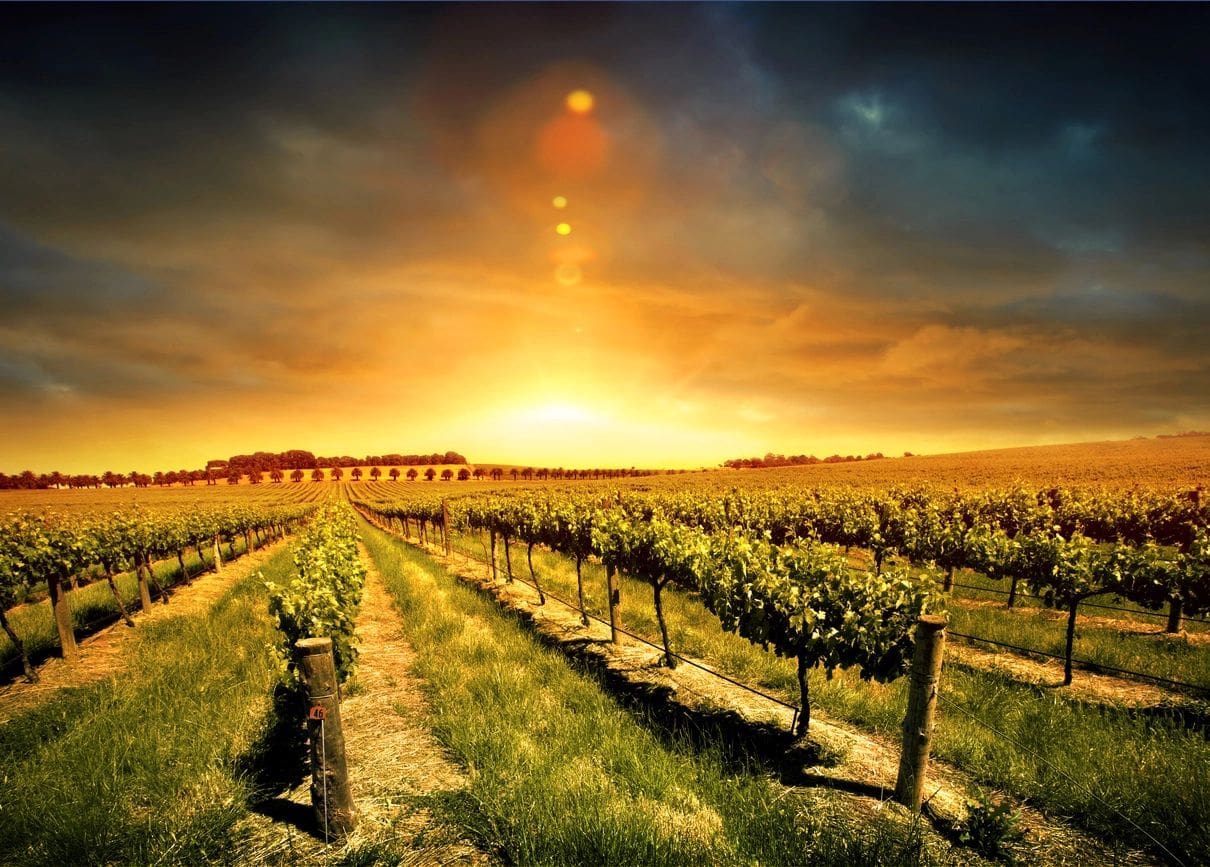 Sunset over vineyard rows with golden light