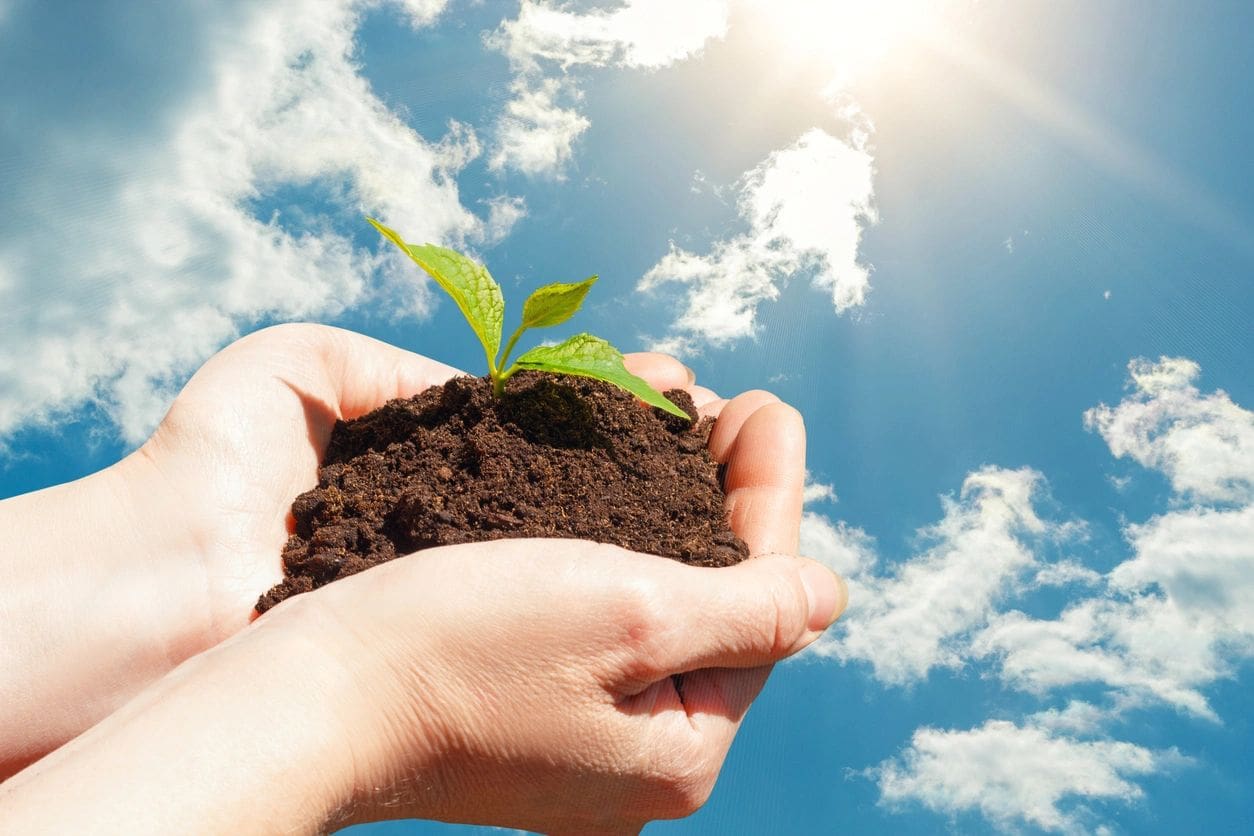 Hands holding young seedling in soil